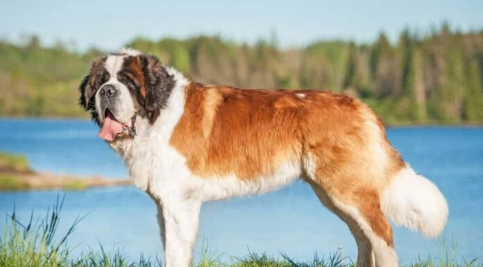 migliori razze di cani - San Bernardo