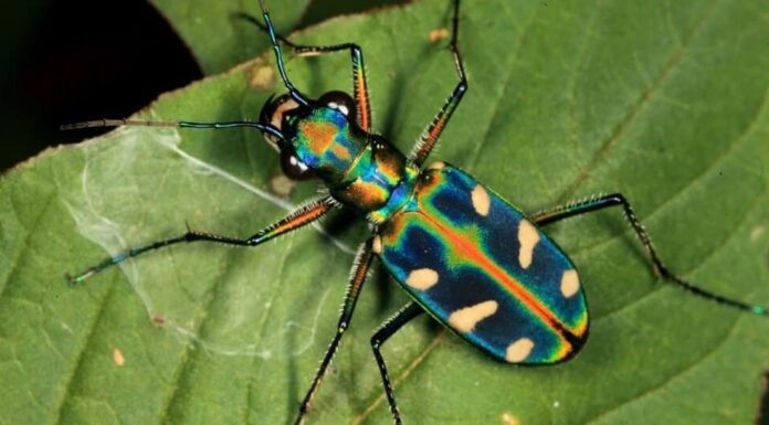 I coleotteri più colorati - Scarabeo tigre