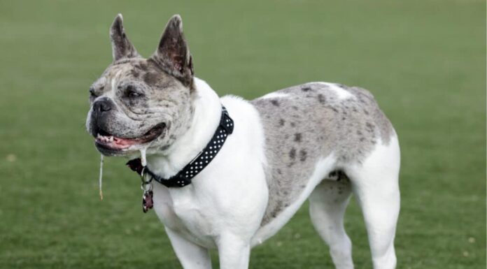 I bulldog francesi perdono il pelo?