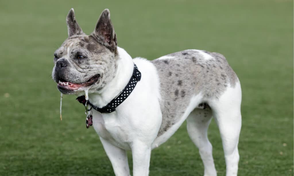 I bulldog francesi perdono il pelo?