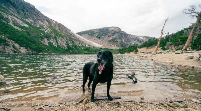 Cane labrador retriever nero nel lago di St Marys Glacier Colorado