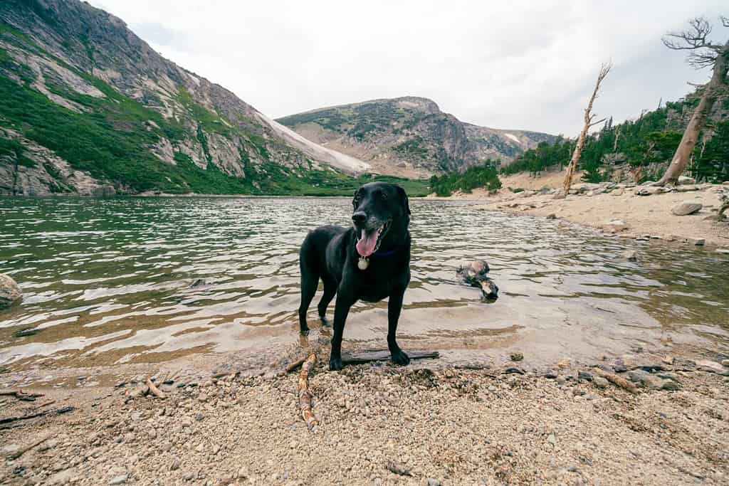 Cane labrador retriever nero nel lago di St Marys Glacier Colorado