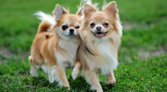 Due cani Chihuahua a pelo lungo con testa di mela 