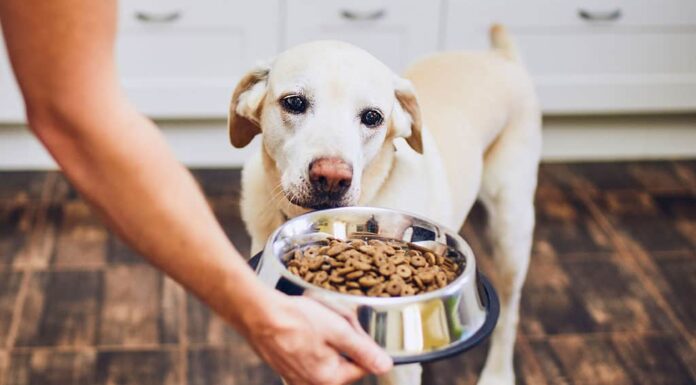 Cane, Mangiare, Nutrire, Cibo, Animali domestici