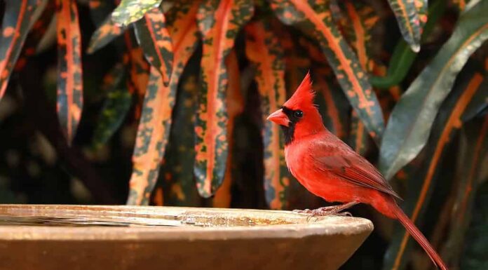 Uccello cardinale rosso