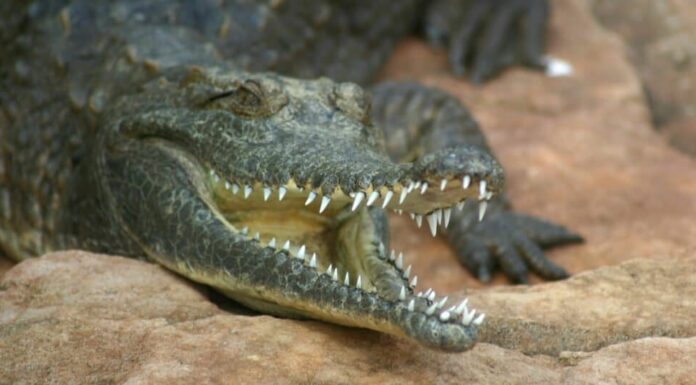 Coccodrillo d'acqua dolce con la bocca aperta che riposa su una roccia.