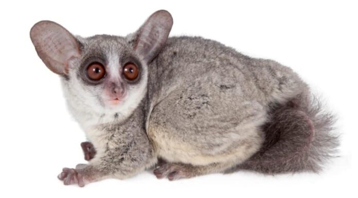 Il galagone del Senegal, Galago senegalensis, isolato su sfondo bianco