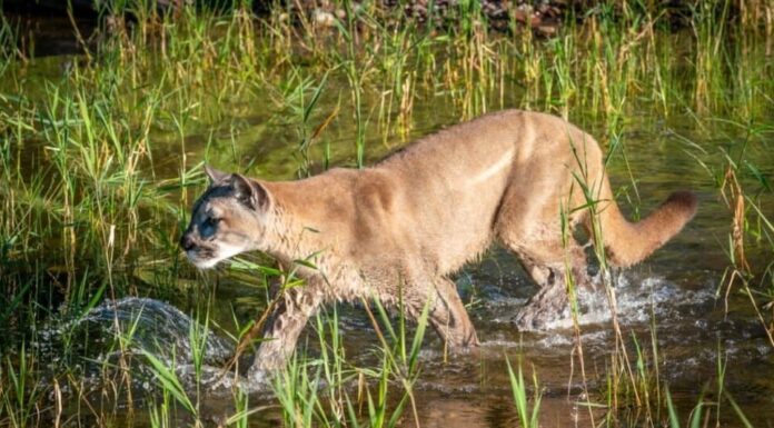I gatti più letali - Puma