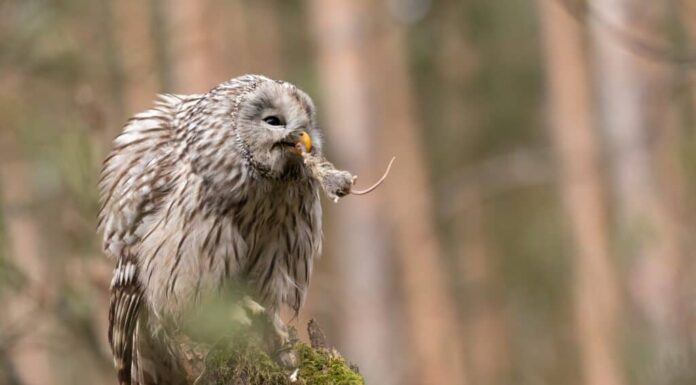 Allocco degli Urali con un topo braccato nel becco seduto su un ceppo d'albero. Gli allocchi orali sono cacciatori provetti.