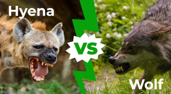 iena contro lupo