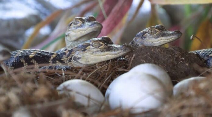 piccoli di alligatore nel loro nido