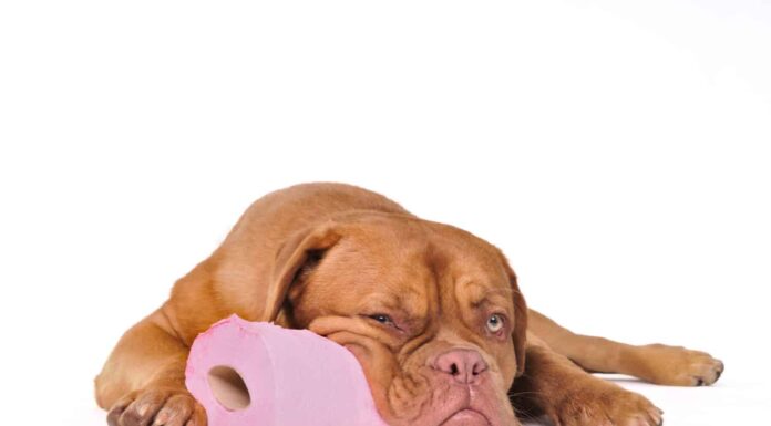 Un cane in difficoltà mostra segni di disturbi digestivi, a dimostrazione dell'impatto dell'indigestione sul benessere dei cani.