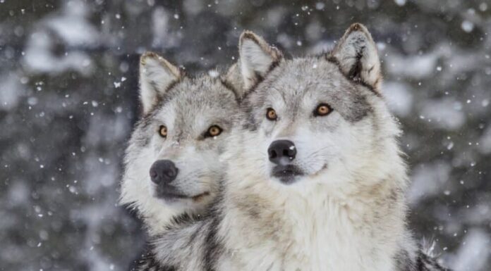 I lupi alfa di Yellowstone