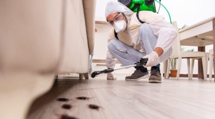 Cosa mangiano gli scarafaggi - controllo dei parassiti