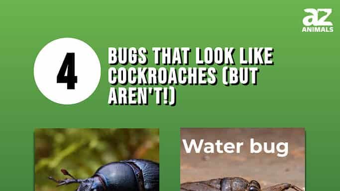 Insetti che sembrano scarafaggi (ma non lo sono!)
