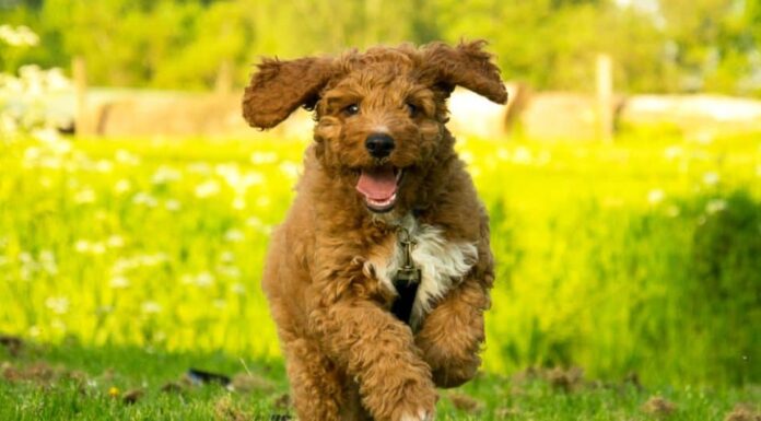 Cucciolo di Irish Doodle che corre nel parco