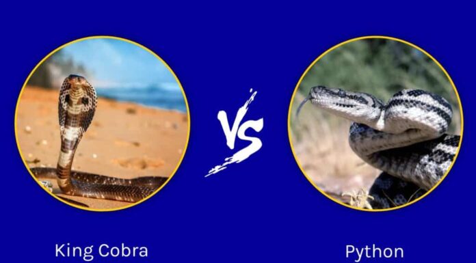 cobra reale contro pitone