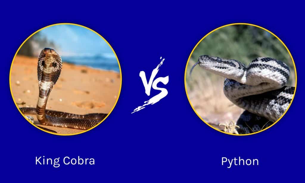 cobra reale contro pitone
