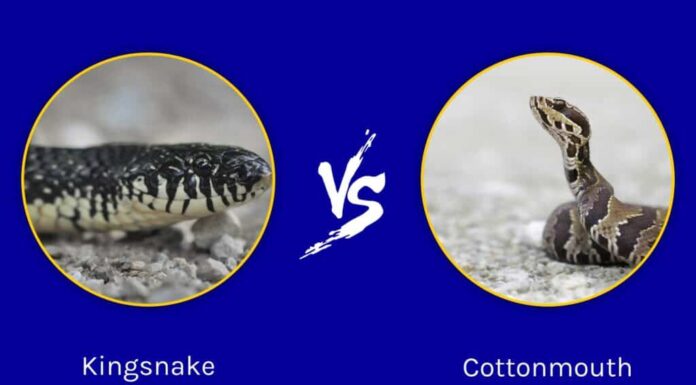 Serpente reale contro Cottonmouth