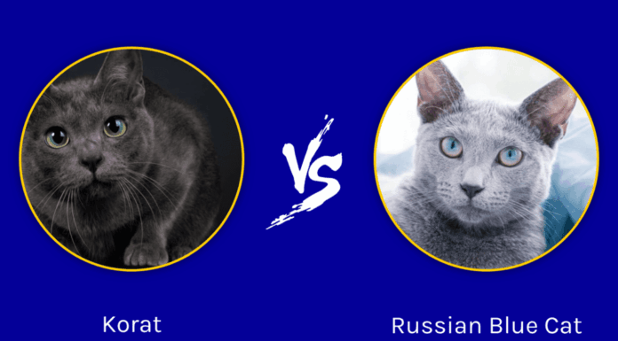 Korat vs gatto blu di Russia: spiegate le differenze principali
