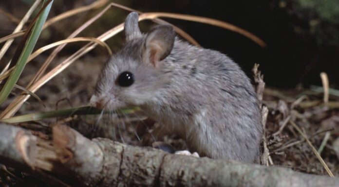 Topo saltatore settentrionale in cerca di prede.