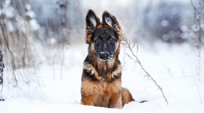 Cucciolo di pastore tedesco nella neve
