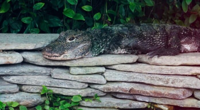 Alligatore cinese sdraiato sulle rocce