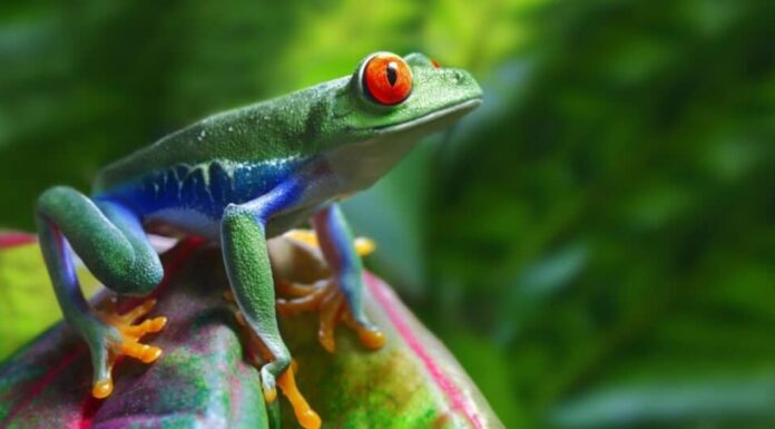 Animali che cantano-raganella