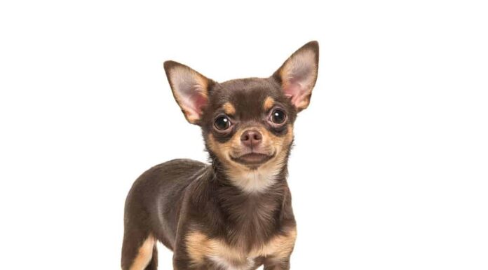 Bel cane chihuahua marrone in piedi e rivolto verso la telecamera isolato su uno sfondo bianco