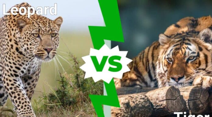 Leopardo contro tigre: a confronto i grandi felini in lizza!

