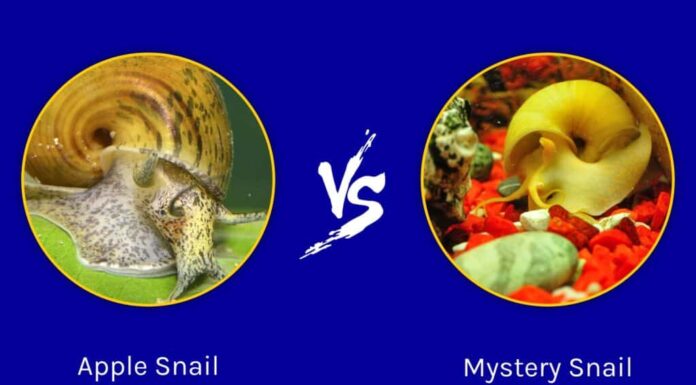 Lumaca mela contro lumaca misteriosa: qual è la differenza?
