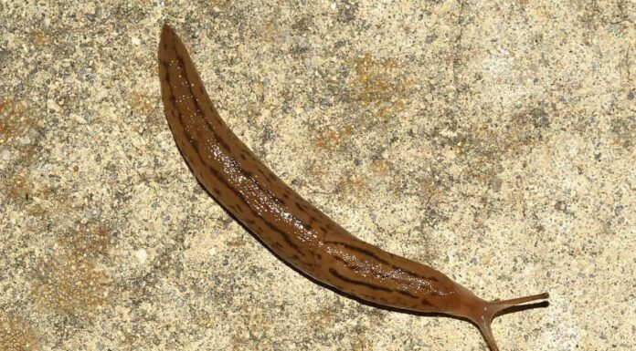 Immagine di una lumaca del genere Ambigolimax. Foto scattata a Fremont, CA, USA.