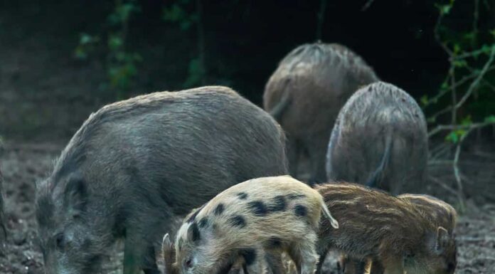 Mandria di maiali selvatici che rovistano nella foresta in cerca di cibo