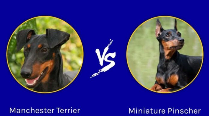 Manchester Terrier vs Pinscher nano: quali sono le differenze?
