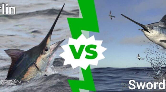 Marlin contro pesce spada