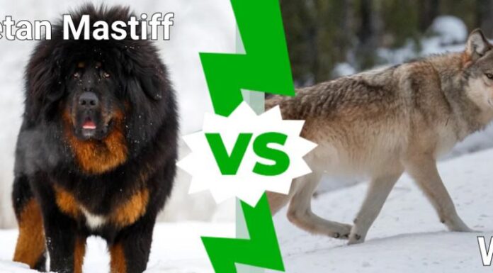 mastino tibetano contro lupo