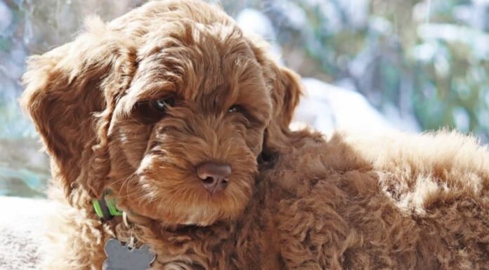 Cucciolo di Labradoodle