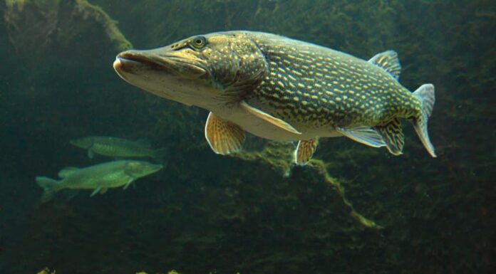 Luccio (Esox) - nuota nell'acqua