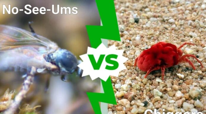 No See Ums vs Chiggers: spiegate le principali differenze
