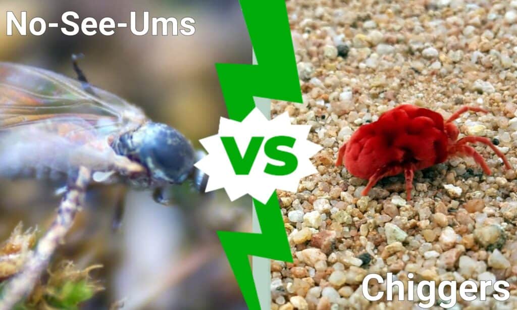 No See Ums vs Chiggers: spiegate le principali differenze