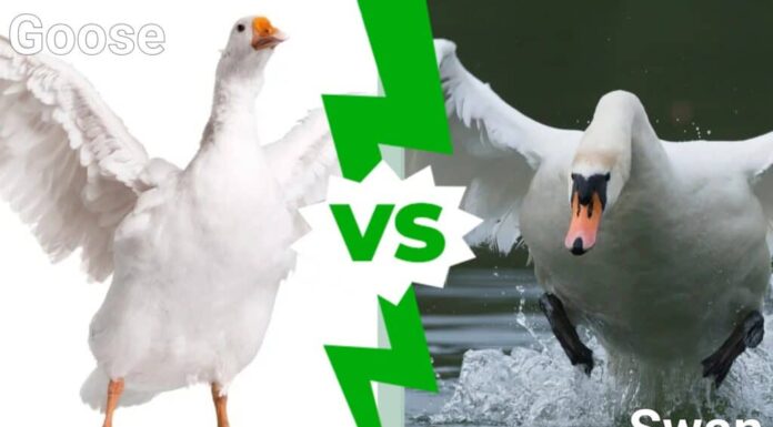 Oca contro cigno