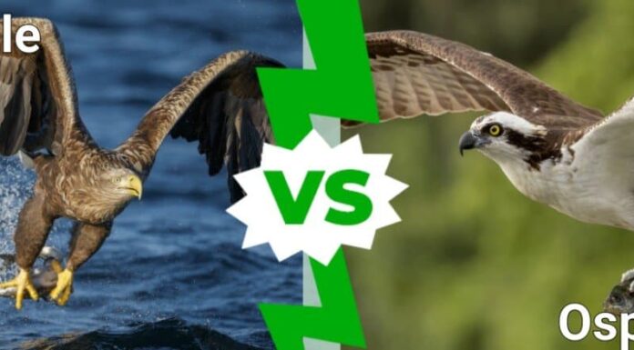 Osprey vs Eagle: quali sono le differenze?
