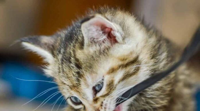 ritratto di un gattino di un mese, marrone chiaro striato e occhi azzurri, che mastica un cavo elettrico, messa a fuoco in profondità ridotta