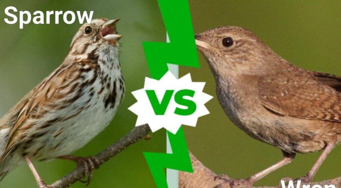 Passero vs Scricciolo: spiegate le differenze principali
