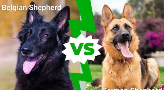 Pastore belga contro pastore tedesco