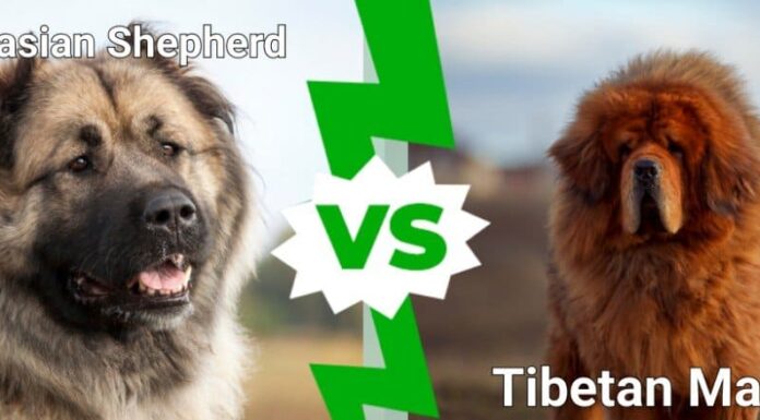 Pastore del Caucaso e Mastino Tibetano: Sono Diversi?
