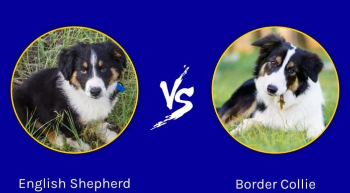Pastore inglese vs Border Collie: le differenze principali
