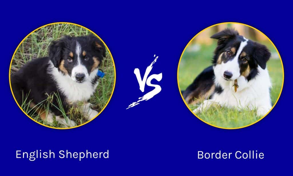 Pastore inglese vs Border Collie: le differenze principali