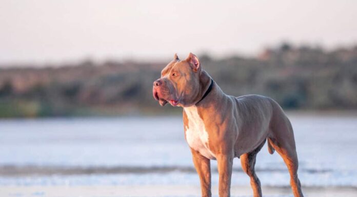 pitbull che fissa nel vuoto