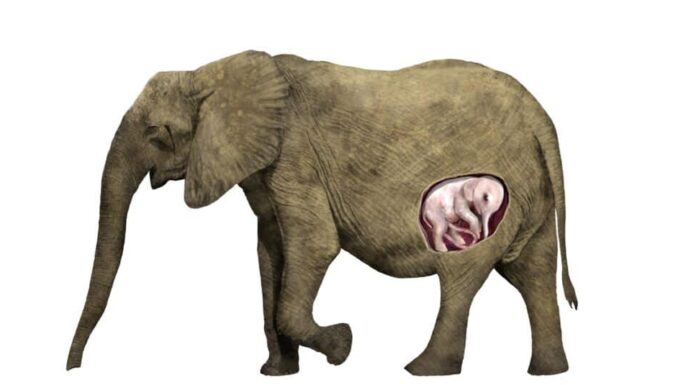 Gravidanza dell'elefante - gravidanza dell'elefante con neonato dentro